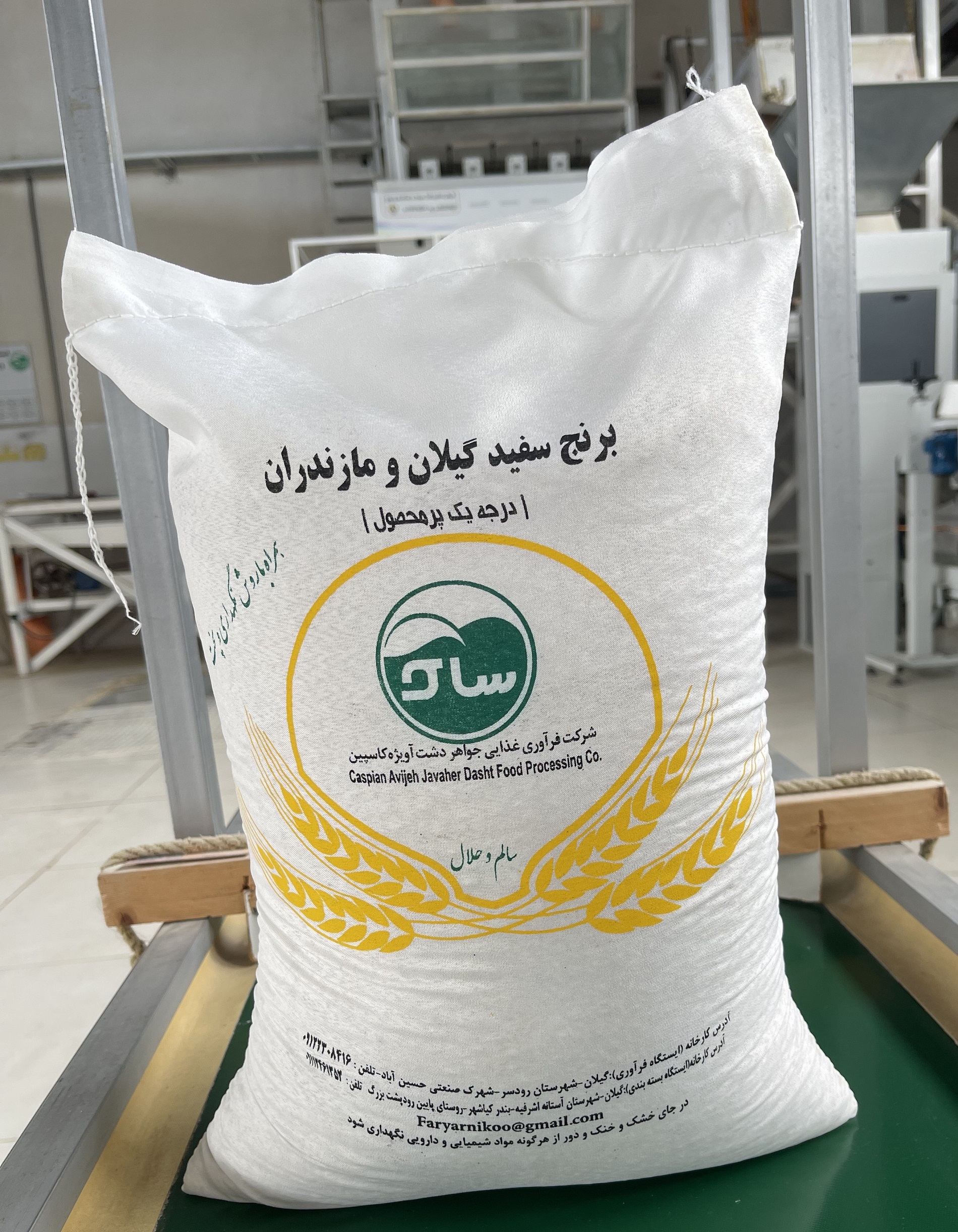 برنج پر محصول مزرعه آویژه گیلان و مازندران