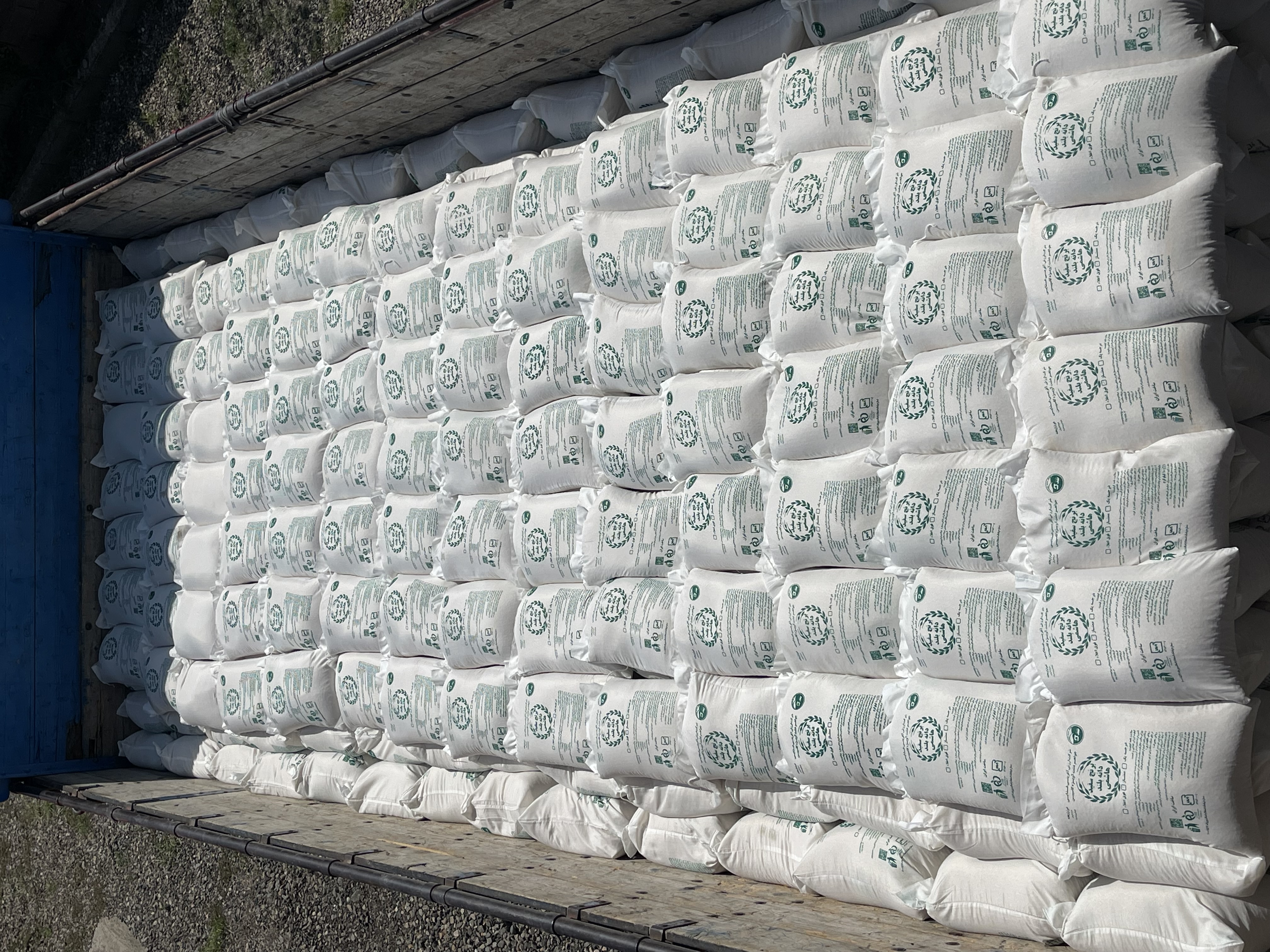 برنج هاشمی محلی گیلان مزرعه آویژه